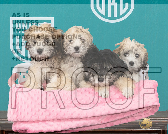 Lowchen Pups 1_JP_2224e_Premier_2024-HR3