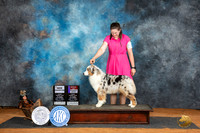 Australian Shepherd #14 WBBOSCH Judge Karen Hynek