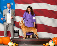 Australian Cattle Dogs #6 Sat G4 Lewis Jan M Kim R Broster Ruby Sisk Agent Colette Livingston Judge Mr Rick Gschwender