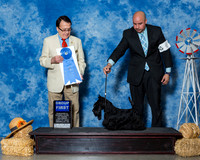 Scottish Terriers #6 Sat G1 Edell Kelli Agent Jesus Moreno Judge Dr Al Pertuit