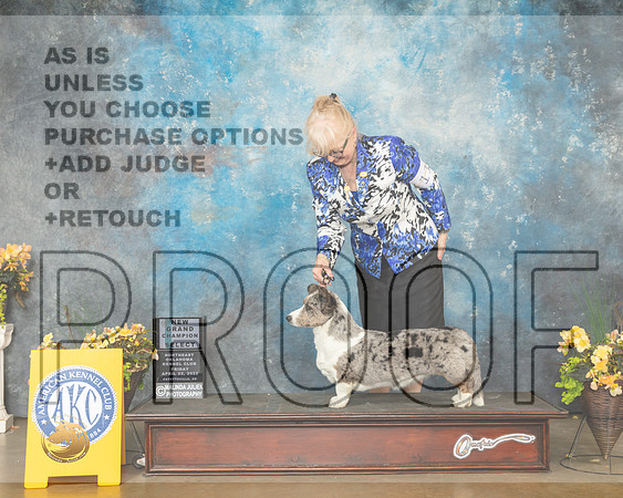 Cardigan Welsh Corgi #10 Fri SB Judge John Wade-MMJ_9732-NWARK2022-HR3