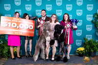 Poodle Std TDwinner