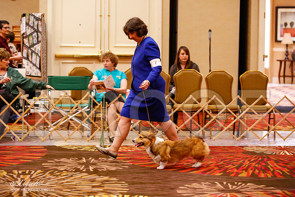 _JJ_9271-HstnCorgiFeb2015-HR3