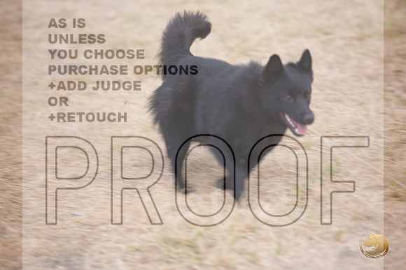 Schipperke Percision Coursing Sat Longview WA 2024_JJL_3761_Longview WA_2024_HR3