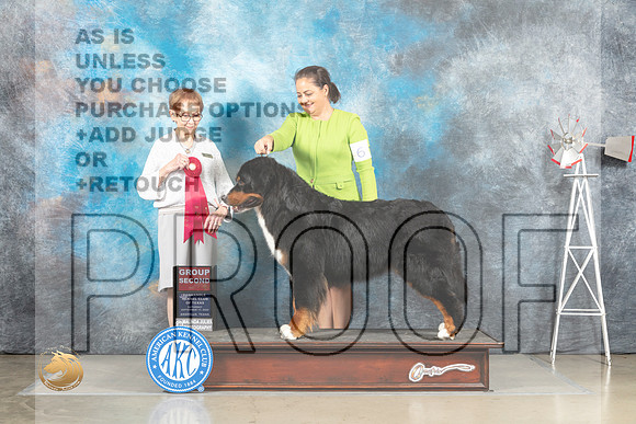 Bernese Mountain Dog #6 Sat Judge Sharon Derrick_MJ_4606_Amarillo_2022_HR3