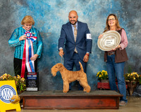 Lakeland Terrier #5 Sat RBIS Judge Betty Pollock
