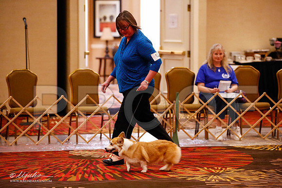 _JJ_1612-HstnCorgiFeb2015-HR3