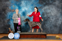 German Shorthaired Pointer #10 Sat OHG1 Judge Suzanne Dillin