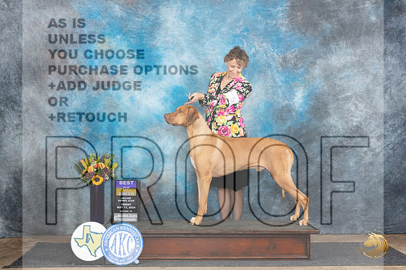 Rhodesian Ridgeback #5 Fri BOB Judge Rick Gschwender__JP_9296_Abilene_2024_HR3
