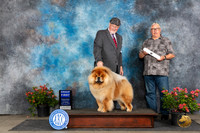 Chow Chow #5 Sat G1 Judge Karen McFarlane