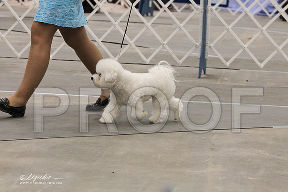 Bichon-0764LR