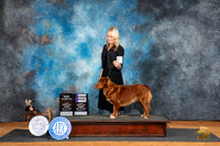 Nova Scotia Duck Tolling Retriever #18 Fri WBCH Judge Robert Stein