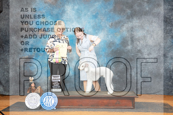 Bedlington Terrier #J501 Sun BJr Judge Lisa Graser__JP_8665_MARSHALL_2024_HR3
