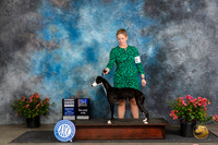 Whippet #24 Fri BOBMG4 Judge Polly (Mrs Robert) D Smith