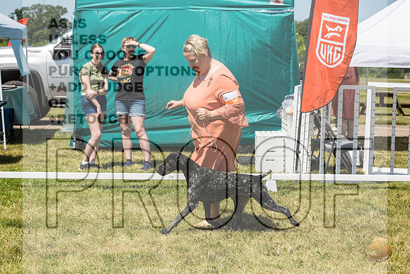 German Shorthaired Pointer Rings Wed_JJL_1850_Premier_2024_HR3