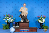 Miniature Schnauzer #10 THUR WB M Judge Jamie Hubbard