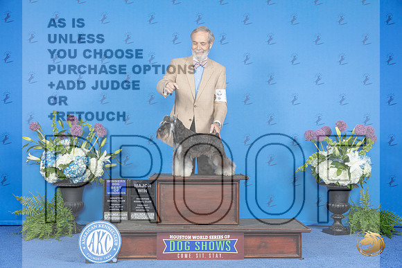 Miniature Schnauzer #10 THUR WB M Judge Jamie Hubbard__JP_8065_Houston_2024_HR3