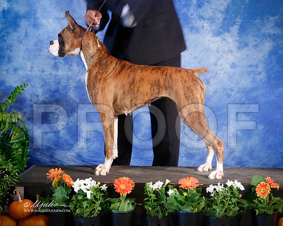 boxer-3342-HstnNov13-HR