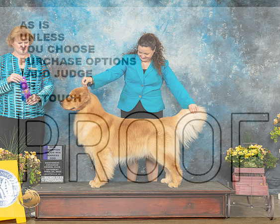 Golden Retriever #15 Sat RWD Judge Betty Pollock-MMJ_0646-NWARK2022-HR3