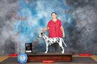 Dalmatio #6 Sun OHG4 Judge Beth Downey