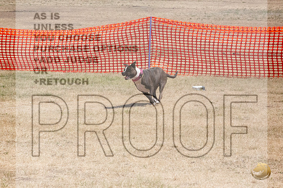 American Pitbull Terrier Percision Courcing Sat Longview WA 2024_JJL_3642_Longview WA_2024_HR3