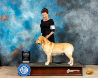 Labrador Retriever #11 Fri BOB Judge Peggy Beisel McIlwaine