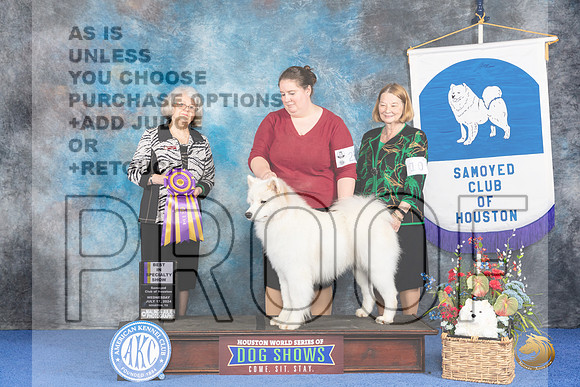 Samoyed #25 WED BOB BISp Judge Annella Cooper__JP_7167_Houston_2024_HR3