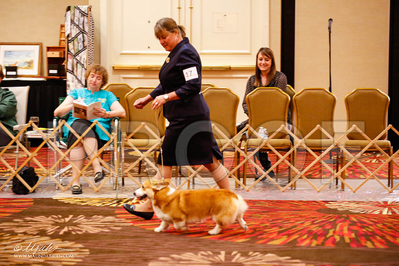 _JJ_9394-HstnCorgiFeb2015-HR3