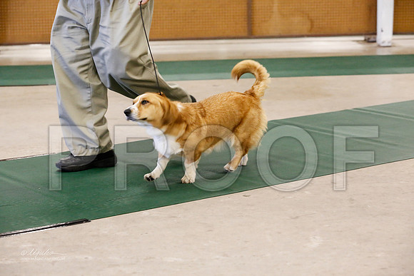 Corgi-5687-NormanNov13-HR