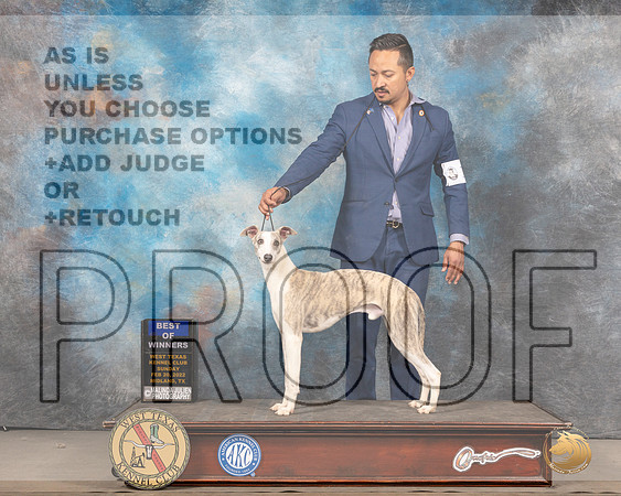 Whippet #17 Sun WDBOW Judge Gary AndersenMMJ_5245_Mdlnd2022_HR3