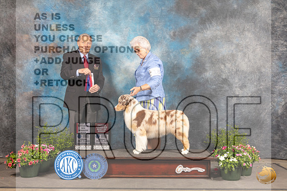 Australian Shepherd #18 Sun BOS Judge David Bolus_MJ_1094_SA_2022_HR3
