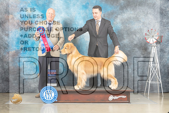 Golden Retriever #17 Thur RBIS Judge Eric Liebes_MJ_3753_Amarillo_2022_HR3