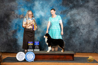 Miniature American Shepherd #12 Sat BOBBOWWB Judge Denise Dean