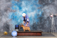 Norwich Terrier #6 Sat G1 Judge Ann Roth
