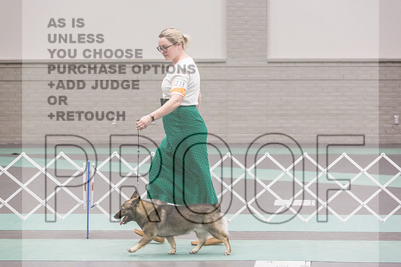 Swedish Vallhund Sat Rings_JJL_9448_UKCLNGVIEWOCT2024_2024_HR3