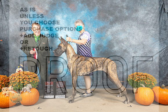 Great Dane #12 Sat BOS Judge Del Richards_MJ_5577_Belton_2022_HR3