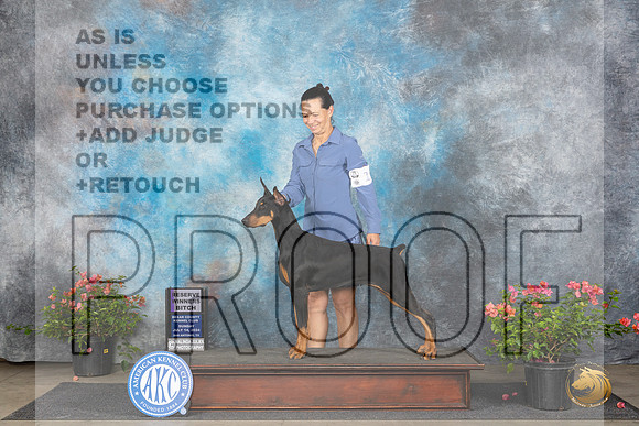 Doberman Pinscher #14 Sun RWB Judge Karen McFarlane__JP_5942_San Antonio_2024_HR3