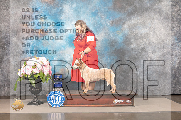 Australian Cattle Dog #5 SUN WD BOW Judge Carrie Chase_MJ_7544_Houston_2022_HR3
