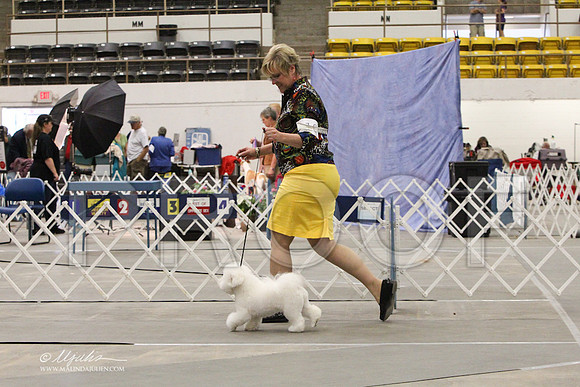 Bichon-0756LR