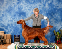 Irish Setter #11 Sun BOW +A1