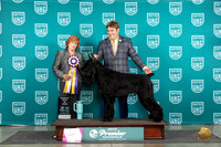 Giant Schnauzer #1141 Fri RBIS Judge Sharon Griffin