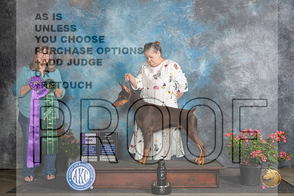 Doberman Pinscher #11 Sat WD Judge Bridget Brown__JP_5109_San Antonio_2024_HR3