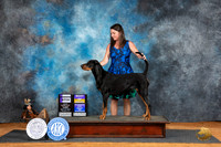 Black and Tan Coonhound #8 Fri BOB Judge Karen Hynek