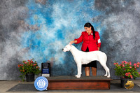 Dogo Argentino #6 Sat OHG3 Judge Karen McFarlane