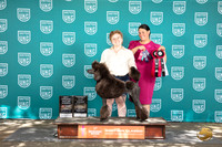 Poodle Standard #434 Sat BOW BF TD NCH No Judge