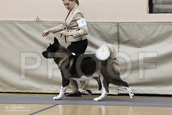 Akita-1327
