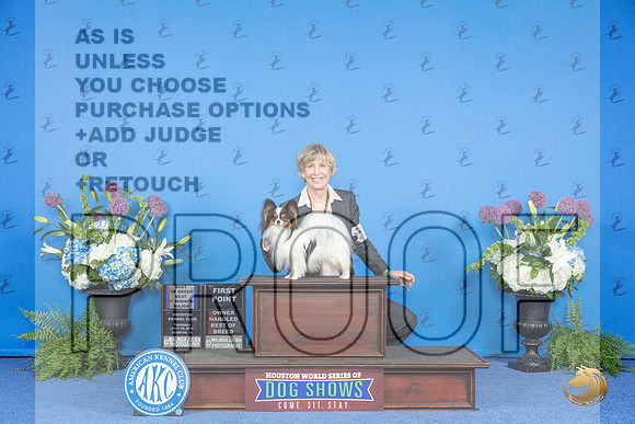 Papillon #15 THUR WD BOW BOB OHBOB M Judge Sandra Lex__JP_8124_Houston_2024_HR3