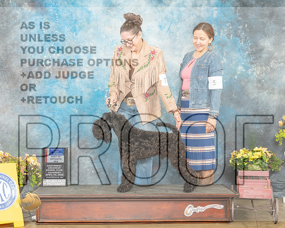 Kerry Blue Terrier #5 Sat BOWBOS Judge Grace Fritz-MMJ_0440-NWARK2022-HR3