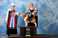 Beagle 15in #5 Sat BIS Ayala Brooke and Rudy Ayala III and Rebecca Dirksen Agent Brooke Young Judge Mrs Murrel Purkhiser