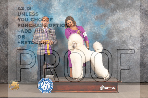 Poodle Standard #31 WED BOV Judge Timothy Catterson_MJ_2488_Houston_2022_HR3